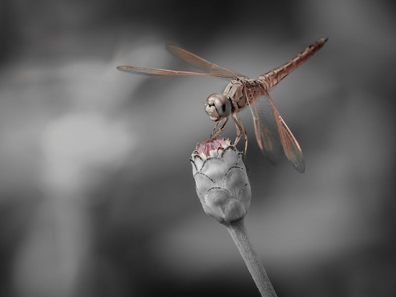 Dragonfly 4